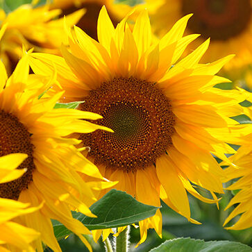 Sonnenblumenöl