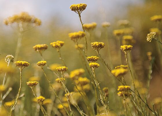 NACHHALTIGE BESCHAFFUNG BEI L'OCCITANE