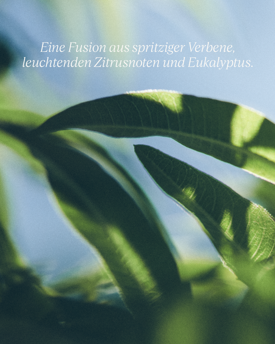 Bildanzeige 6/7 des Produkts Fl&uuml;ssigseife f&uuml;r H&auml;nde & K&ouml;rper Verbene, , RECT