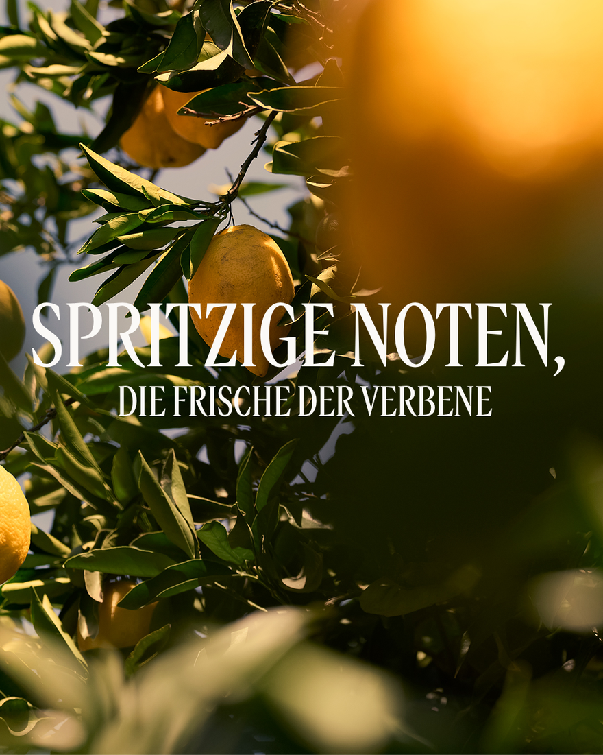 Bildanzeige 4/4 des Produkts Duschgel Verveine Agrumes, , RECT