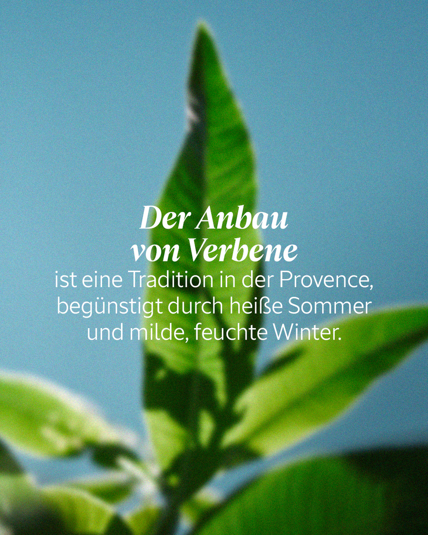 L'OCCITANE Verbene Duschgel Nachfüllpackung – 500ml Mit Frischem Zitrusduft
