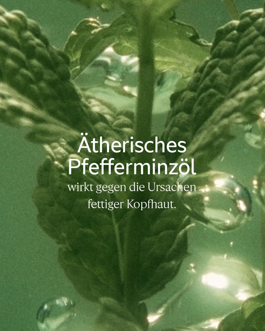 Bildanzeige 5/5 des Produkts Aromachologie Pure Frische Conditioner 500ml, , RECT